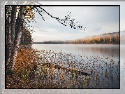 Jezioro, Drzewa, Brzozy, Poranek, Mgła, Jesień