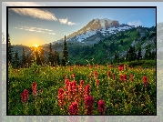 Stratowulkan Mount Rainier, Góry, Park Narodowy Mount Rainier, Drzewa, Łąka, Kwiaty, Promienie słońca, Stan Waszyngton, Stany Zjednoczone