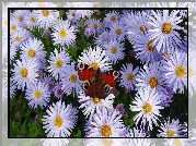 Kwiaty, Astry marcinki, Motyl, Rusałka pawik