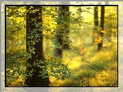 Anglia, Las państwowy Friston Forest, Drzewa, Buk