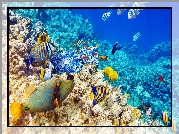 Rafy koralowe, Ryby, Morze