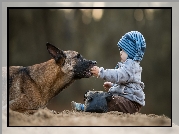 Pies, Owczarek belgijski malinois, Dziecko