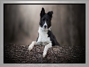 Pies, Border collie, Mordka, Drzewo