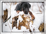 Pies, Rottweiler, Śnieg