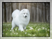 Pies, Samojed, Łąka