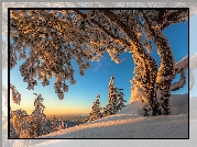 Finlandia, Karelia Północna, Park Narodowy Koli, Zima, Oszronione, Drzewo, Poranek