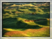 Drzewa, Domy, Pola, Steptoe Butte State Park, Region Palouse, Stan Waszyngton, Stany Zjednoczone