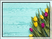 Żółte, Ciemnoróżowe, Tulipany