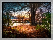 Finlandia, Miasto Tampere, Park Southern Park, Jezioro Pyhäjärvi, Jesień, Drzewa, Liście