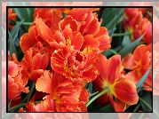 Tulipany, Rozwinięte