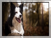 Pies, Border collie, Rozmyte tło