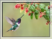 Koliber, Brzęczek białobrzuchy, Kwiat