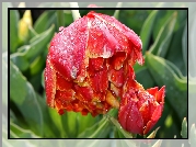 Tulipany, Kwiaty, Rosa