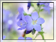 Wielosił błękitny, Liliowy, Kwiat