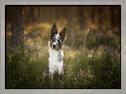 Pies, Border collie, Drzewa, Wrzos