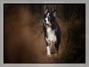 Border collie, Pies, Trawa