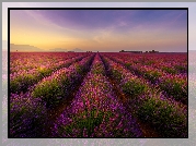 Francja, Valensole, Pole, Lawenda