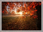 Jesień, Drzewa, Dąb, Gałęzie, Liście, Mgła, Promienie słońca, Jezioro
