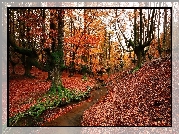 Hiszpania, Kraj Basków, Park Narodowy Gorbea, Las, Drzewa, Strumyk, Jesień