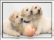 Szczeniaki, Labrador retriever, Jabłko