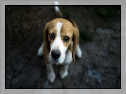 Pies, Beagle, Smutny