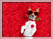 Jack Russell terrier, Róża, Płatki, Okulary, Śmieszne