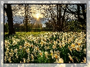 Park, Narcyzy, Promienie słońca, Drzewa, Altana