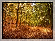 Las, Drzewa, Liściaste, Opadłe, Liście, Jesień