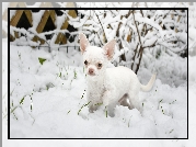 Pies, Chihuahua krótkowłosa, Śnieg, Krzew