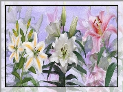 Kwiaty, Różnobarwne, Lilie, Grafika