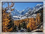 Szwajcaria, Kanton Gryzonia, Lodowiec Morteratschgletscher, Masyw Bernina, Góry Alpy Retyckie, Drzewa, Śnieg