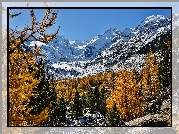 Szwajcaria, Kanton Gryzonia, Lodowiec Morteratschgletscher, Masyw Bernina, Góry Alpy Retyckie, Drzewa, Śnieg