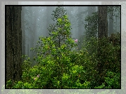 Stany Zjednoczone, Stan Kalifornia, Park Narodowy Redwood, Las, Drzewa, Mgła, Krzew, Różanecznik