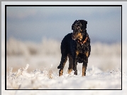 Pies, Owczarek francuski Beauceron, Śnieg