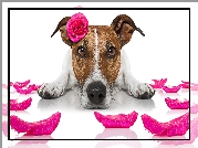 Pies, Jack Russell terrier, Mordka, Różowa, Róża, Płatki