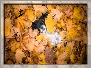 Pies, Spaniel kontynentalny miniaturowy Papillon, Mordka, Liście