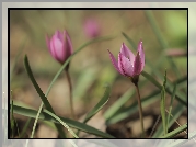 Różowy, Tulipan, Kwiat, Źdźbła