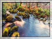 Anglia, Park Narodowy Yorkshire Dales, Opactwo Bolton Abbey, Las Valley of Desolation, Rzeka Wharfe, Drzewa, Omszałe, Kamienie