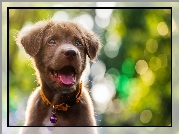 Pies, Labrador retriever, Szczeniak, Obroża, Bokeh