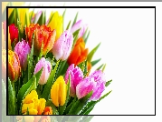 Kwiaty, Bukiet, Kolorowe, Tulipany, Białe, Tło