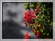 Pelargonia, Kwiaty, Światło