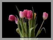 Tulipany, Kwiaty, Kolorowe