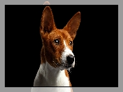 Pies, Basenji, Mordka