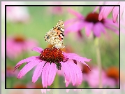 Motyl, Rusałka osetnik, Kwiat, Jeżówka