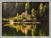 Słowacja, Tatry Wysokie, Popradzki Staw, Dolina Złomisk, Las, Drzewa