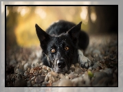 Leżący, Pies, Border collie, Mordka, Kamienie