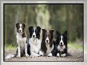 Cztery, Psy, Border collie, Alejka
