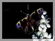 Motyl, Białe, Kwiaty, Czarne, Tło, Fractalius