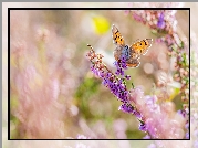 Motyl, Czerwończyk żarek, Kwiaty, Wrzos