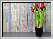 Tulipany, Doniczka, Ściana